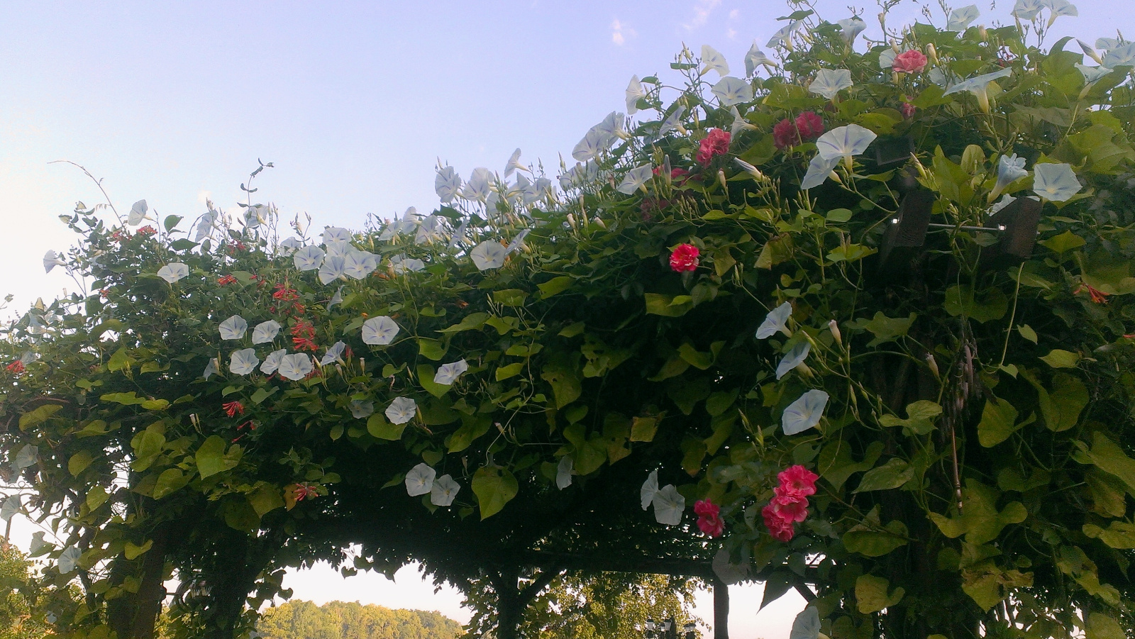 Blue & white Morning Glories are overtaking the yellow Trumpet Vine; Major Wheeler Honeysuckle on the left will continue blooming until about Thanksgiving; Berries and Cream Climbing Rose is fighting for it's space on the right